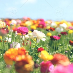 stock-photo-nature-field-garden-landscape-colorful-spring-bright-gardening-color-1279316a-cc7f-4f4d-aaa3-948072d41592 -sylvie-roucoules-yoga-ressourcer-relaxation-la-rochelle